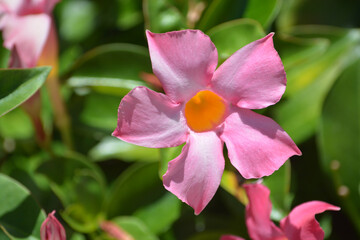 Dipladenia, Mandevilla Sanderi, is a annual shrub. With showy pink, red, raspberry splash blooms in Glendale, Maricopa County, Arizona USA.