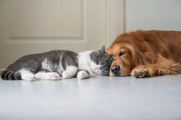 British Shorthair and Golden Retriever