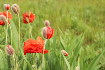  Red poppy flowers on a green field, close-up, place for the inscription, side view