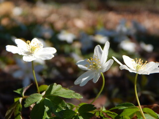 wild white flowers