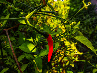 red chili pepper