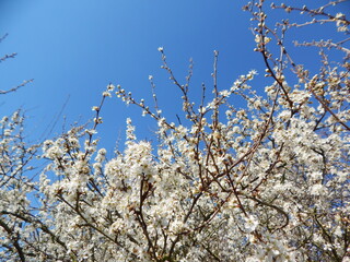 blooming cherry tree