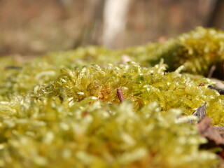 green moss on the stone