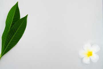 exotic frangipani flower on the white background