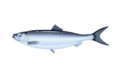 Herring fish. Vector illustration cartoon flat icon isolated on white.