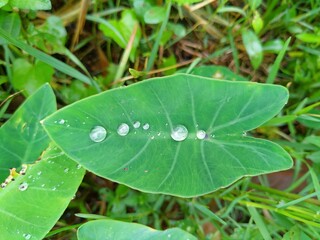 green leaf of Colocasia Esculenta with water drops