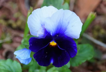 Fotobehang Viooltje Beautiful violet and white pansies at full bloom  © Khairil