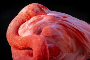 Beautiful decorative picture of the American Flamingo with pink and crimson plumage long neck gorgeous friendly Ambassadors for nature home images decor dark black background sleeping eye closed