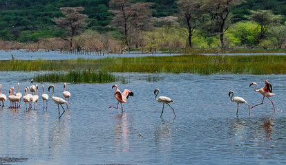 Fototapeta premium Dance flamingos, Lake Bogoria, Kenya