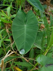 green leaf with dew drops