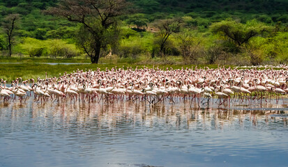 Dance flamingos at Lake Bogoria, Kenya