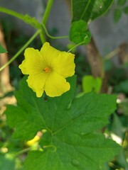 yellow flower on green background