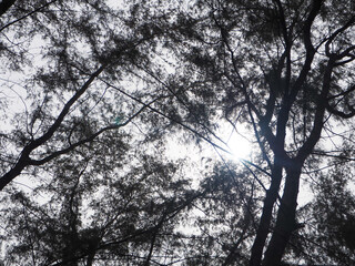Green nature and beautiful nature and clear skies and beautiful green trees