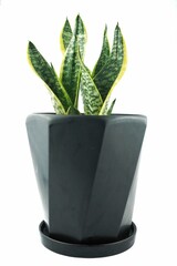 Snake plant or mother in laws tongue plant or dracaena trifasciata on the black pot with white background