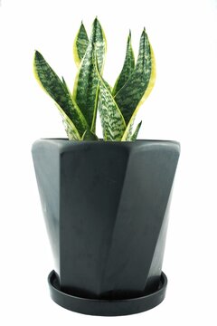 Snake Plant Or Mother In Laws Tongue Plant Or Dracaena Trifasciata On The Black Pot With White Background