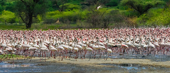 Dance flamingos at Lake Bogoria, Kenya