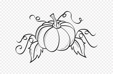 Hand drawn  pumpkins on paper background.vector illustration