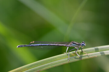 A small dragonfly with delicate wings sits on a blade of grass against a green background in nature
