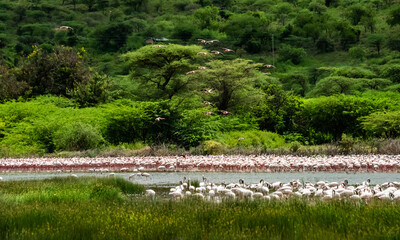 Dance flamingos at Lake Bogoria, Kenya,