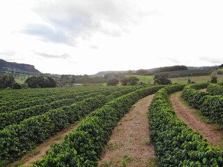 Fototapeta na wymiar photo of a coffee plantation with lensflare lensflare photo