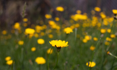 yellow dandelions on green meadow