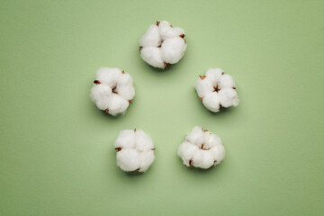 Beautiful cotton flowers on color background