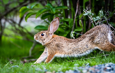 eastern cottontail 