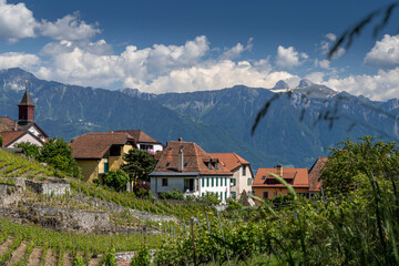 Fototapeta na wymiar Vue sur le village de Rivaz depuis les vignobles du Lavaux