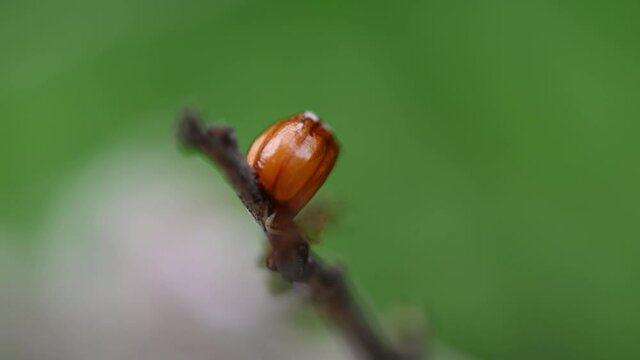 Unicorn Mantis, Ceratomantis saussurii; found with an ootheca composed of multiple eggs as it passes by to go somewhere.