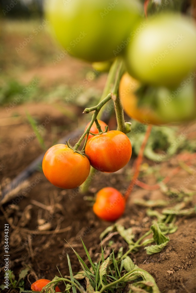 Wall mural Vertical shot of tomatoes in a garden at daytime with a blurry background