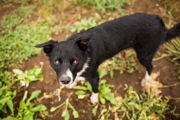 High angle shot of a black dog in a field under the sunlight at daytime