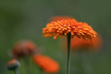 A selective focus shot a orange zinnia flower on a green background in the garden close up. Summer and spring backgrounds