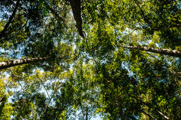 Lush tree tropical forest against sky at Phu Kradueng, Loei - Thailand