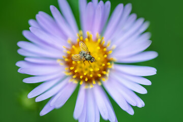 Obraz premium .A selective focus shot of a common fly sits on a lilac flower on a green background. Macro photo of an insect.