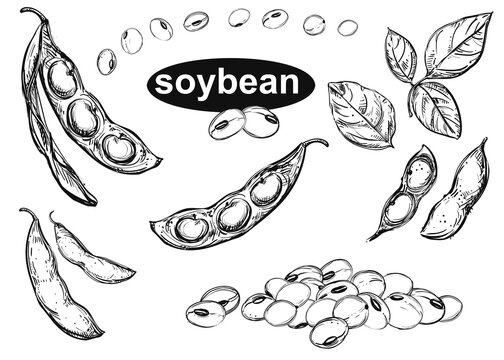 Hand drawn vector illustration of soybean, leaf, pod. Black and white isolated objects collection.