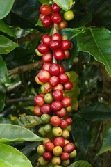 Coffee beans ripening on a tree                               