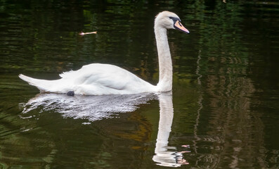 Naklejka premium A graceful white swan swimming on a lake with dark water. The white swan is reflected in the water
