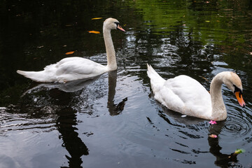 Two white swans swim in the dark water.