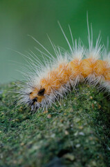 close up of a caterpillar