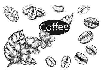 Detailed hand drawn ink black and white illustration set of coffee branch, bean, leaf. sketch. Vector