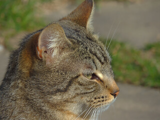 close-up of the cat's head.animals and wildlife.