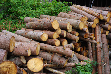 Pile of wood logs