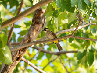Close up Yellow Vented Bulbul Perched on Branch Isolated on Background