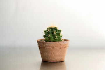 cactus in a pot