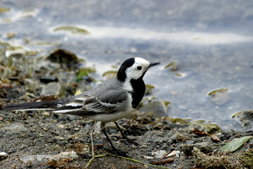 black headed gull