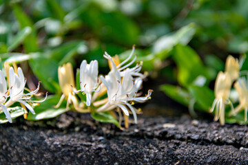 Fototapeta na wymiar Full blooming of Japanese Honeysuckle (Lonicera japonica) in Japan in May