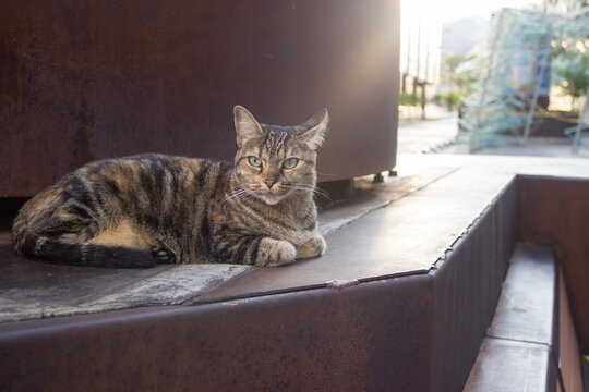 hermoso gato sobre bulevar