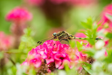 真夏のある日、鶏頭の花にトンボが止まってひと休み