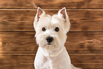 West highland white Terrier sits on a wooden background.