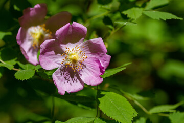 Botanical concept: Pink wild rose blooming on sunny spring day